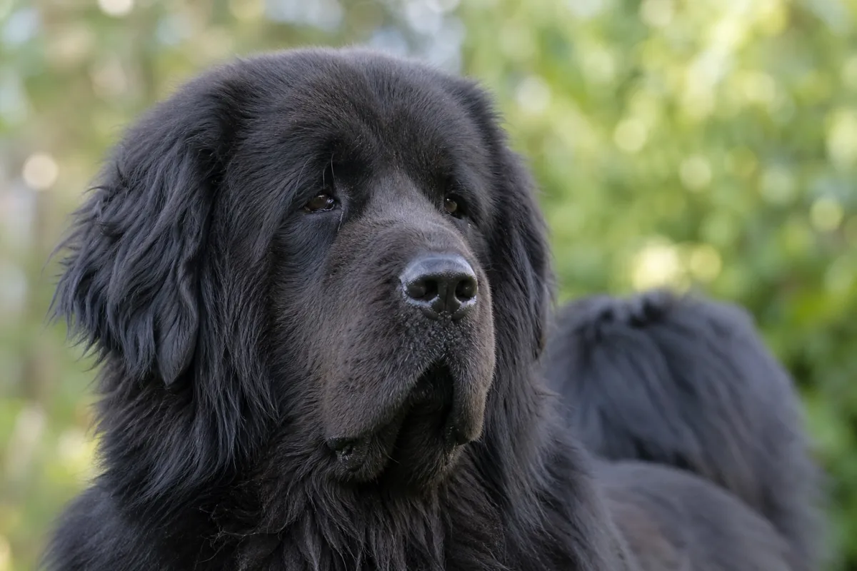 Ermei des Lions du Tibet, Dogue du Tibet femelle noire, championne, portrait rapproché de la tête