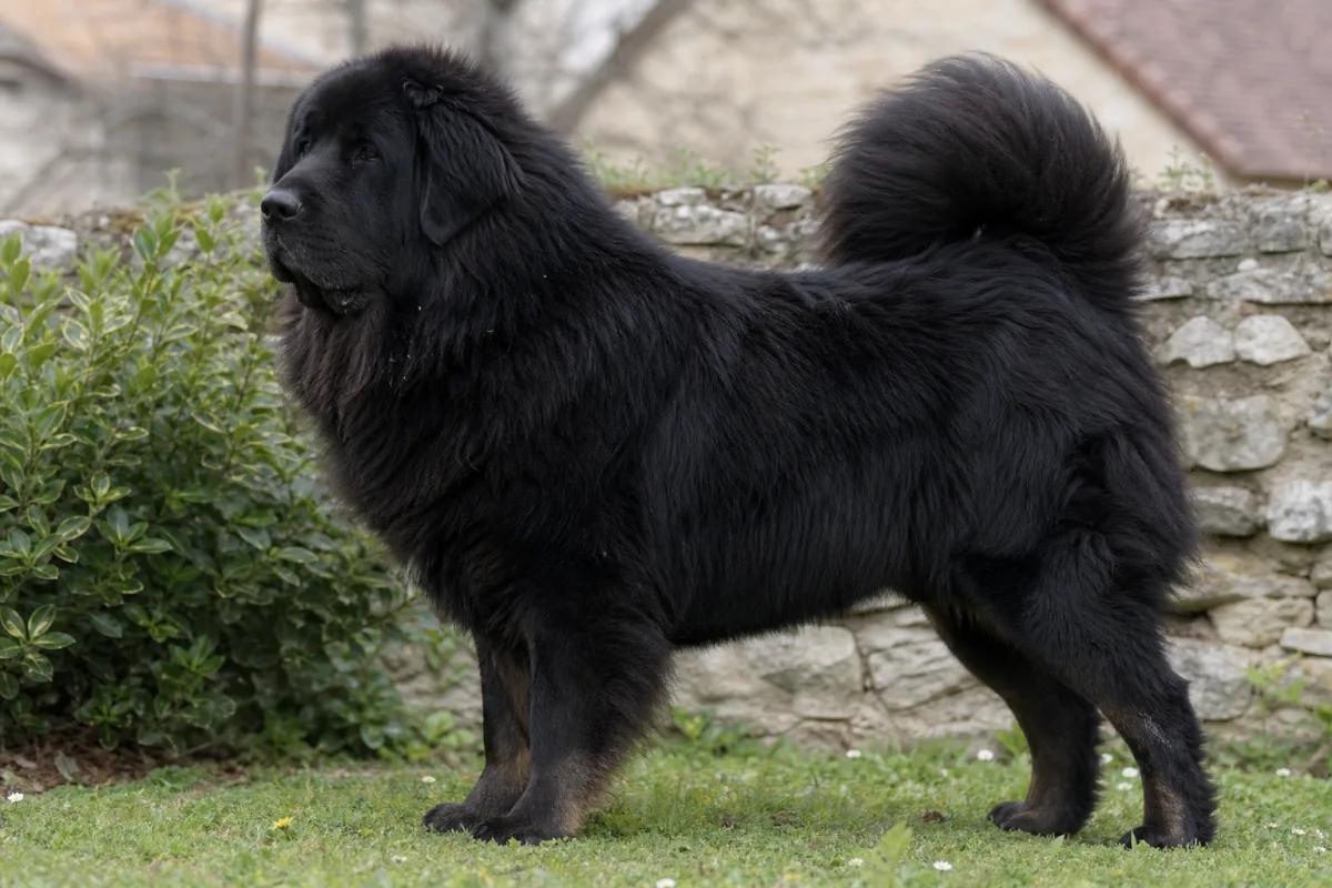 Ermei des Lions du Tibet, Dogue du Tibet femelle noire, championne, de profil dans un jardin