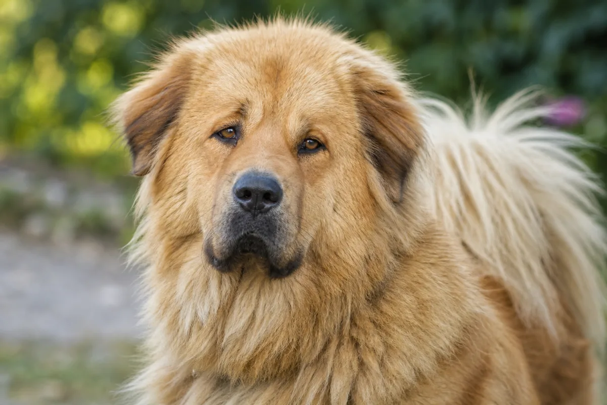 Layna des Lions du Tibet, Dogue du Tibet femelle à la robe fauve, portrait rapproché de la tête
