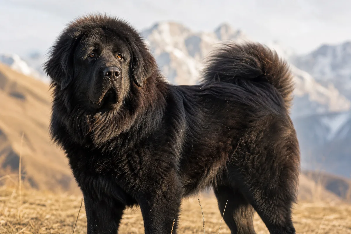 Lei des Lions du Tibet, Dogue du Tibet femelle noire