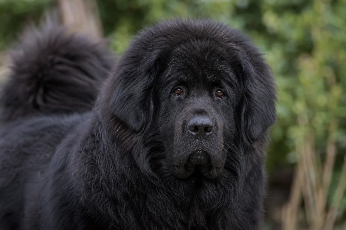 Lei des Lions du Tibet, Dogue du Tibet femelle noire, portrait rapproché de la tête