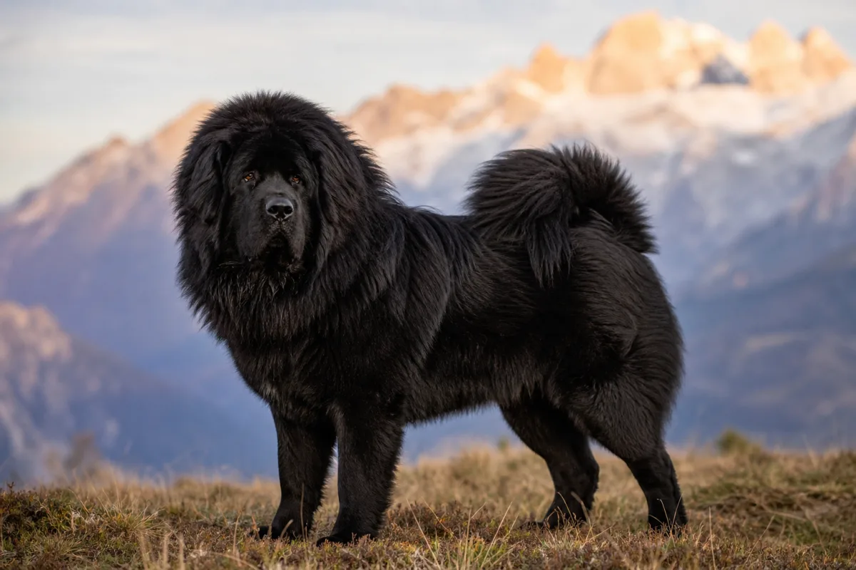 Lhawang des Lions du Tibet, Dogue du Tibet mâle noir, multi-champion