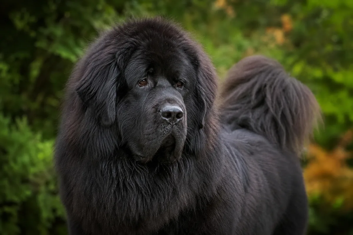 Lhawang des Lions du Tibet, Dogue du Tibet mâle noir, multi-champion, portrait rapproché de la tête