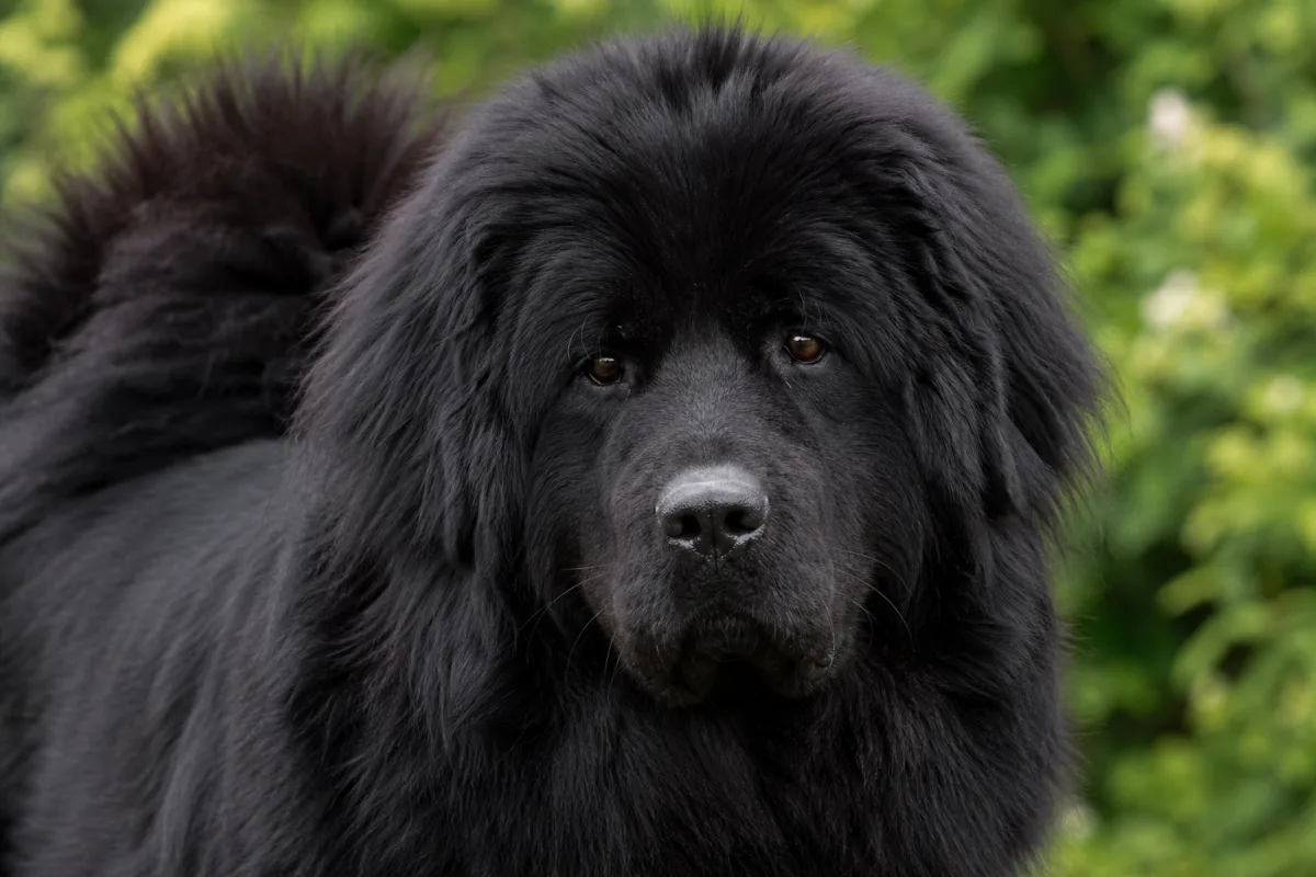 Mali « Lin » des Lions du Tibet, Dogue du Tibet femelle noire, portrait rapproché de la tête