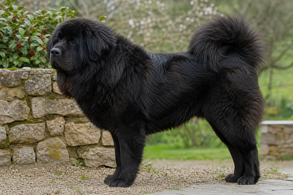 Mali « Lin » des Lions du Tibet, Dogue du Tibet femelle noire, de profil dans un jardin