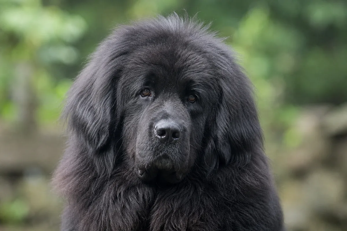 Miss Mee des Lions du Tibet, Dogue du Tibet femelle noire, championne de Monaco, portrait rapproché de la tête
