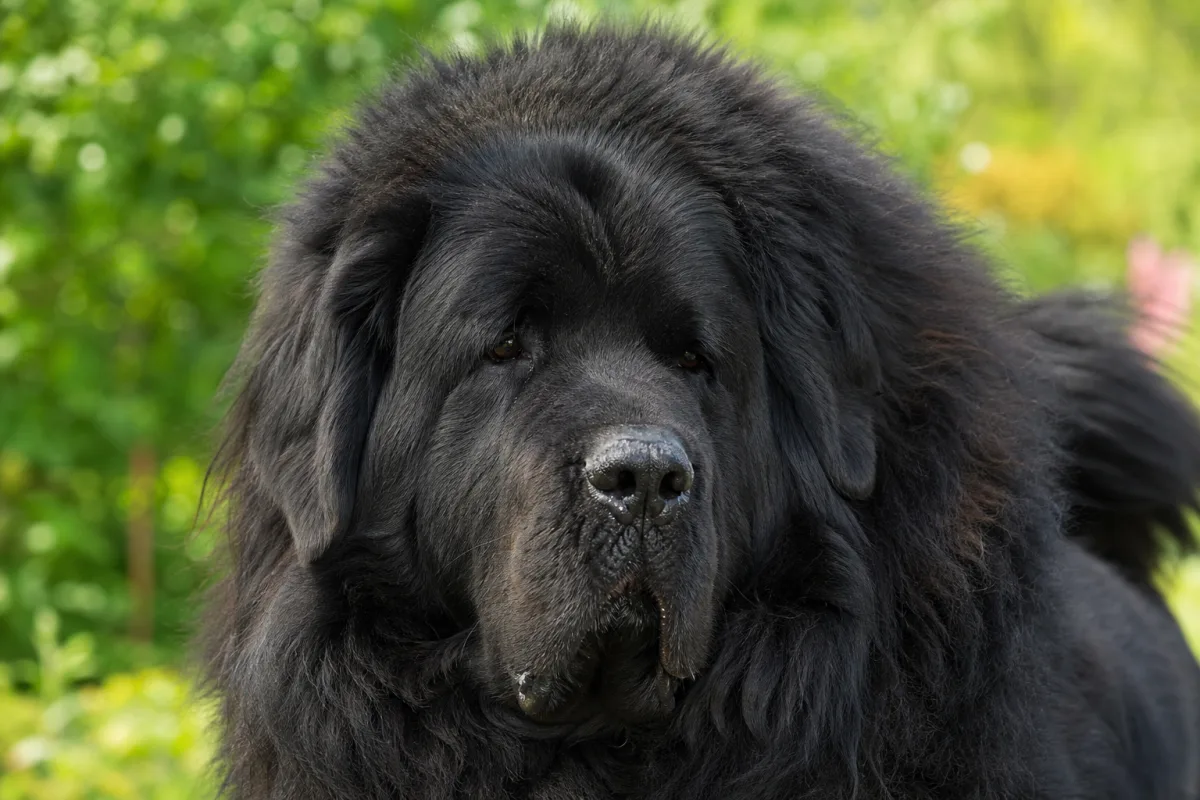 Mao ba « Mopa » des Lions du Tibet, Dogue du Tibet mâle à la robe noire et à l’épaisse crinière