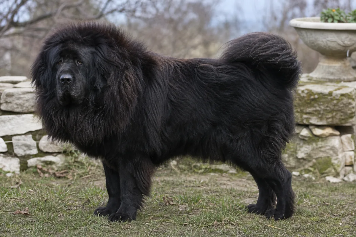 Mao ba « Mopa » des Lions du Tibet, Dogue du Tibet mâle à la robe noire et à l’épaisse crinière, de profil dans un jardin