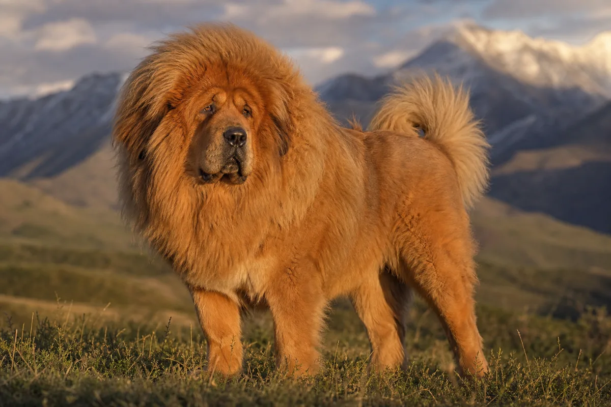 Oblack « OB » des Lions du Tibet, Dogue du Tibet mâle à la robe fauve