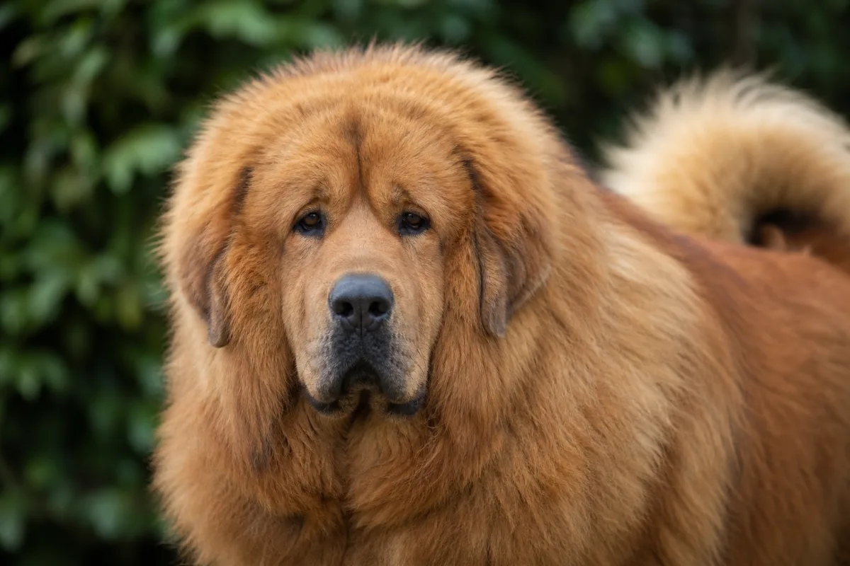 Oblack « OB » des Lions du Tibet, Dogue du Tibet mâle à la robe fauve, portrait rapproché de la tête