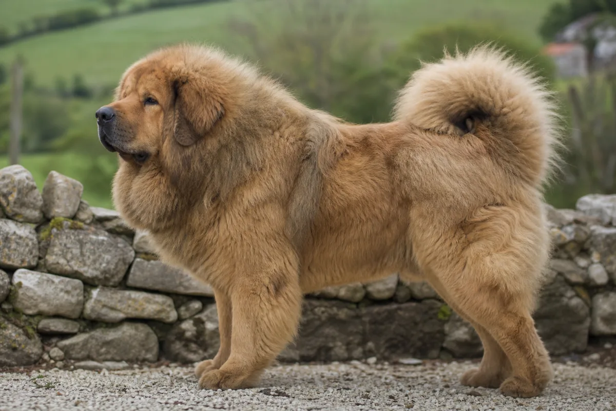 Oblack « OB » des Lions du Tibet, Dogue du Tibet mâle à la robe fauve, de profil dans un jardin