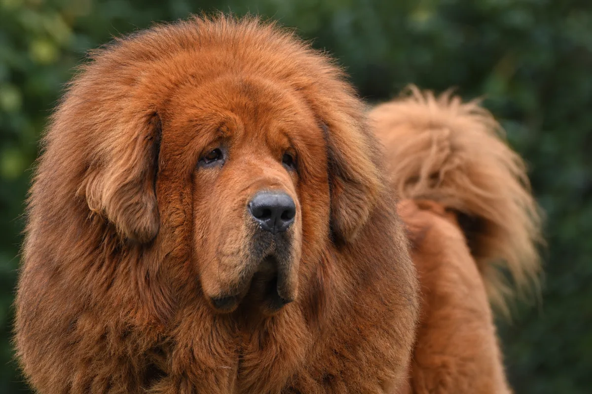Lao Er « Raul » des Lions du Tibet, Dogue du Tibet mâle à la robe fauve, portrait rapproché de la tête