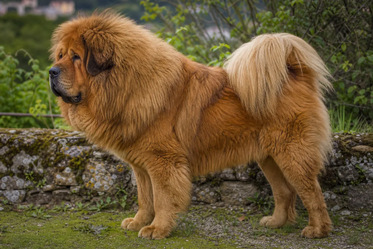 Lao Er « Raul » des Lions du Tibet, Dogue du Tibet mâle à la robe fauve, de profil dans un jardin