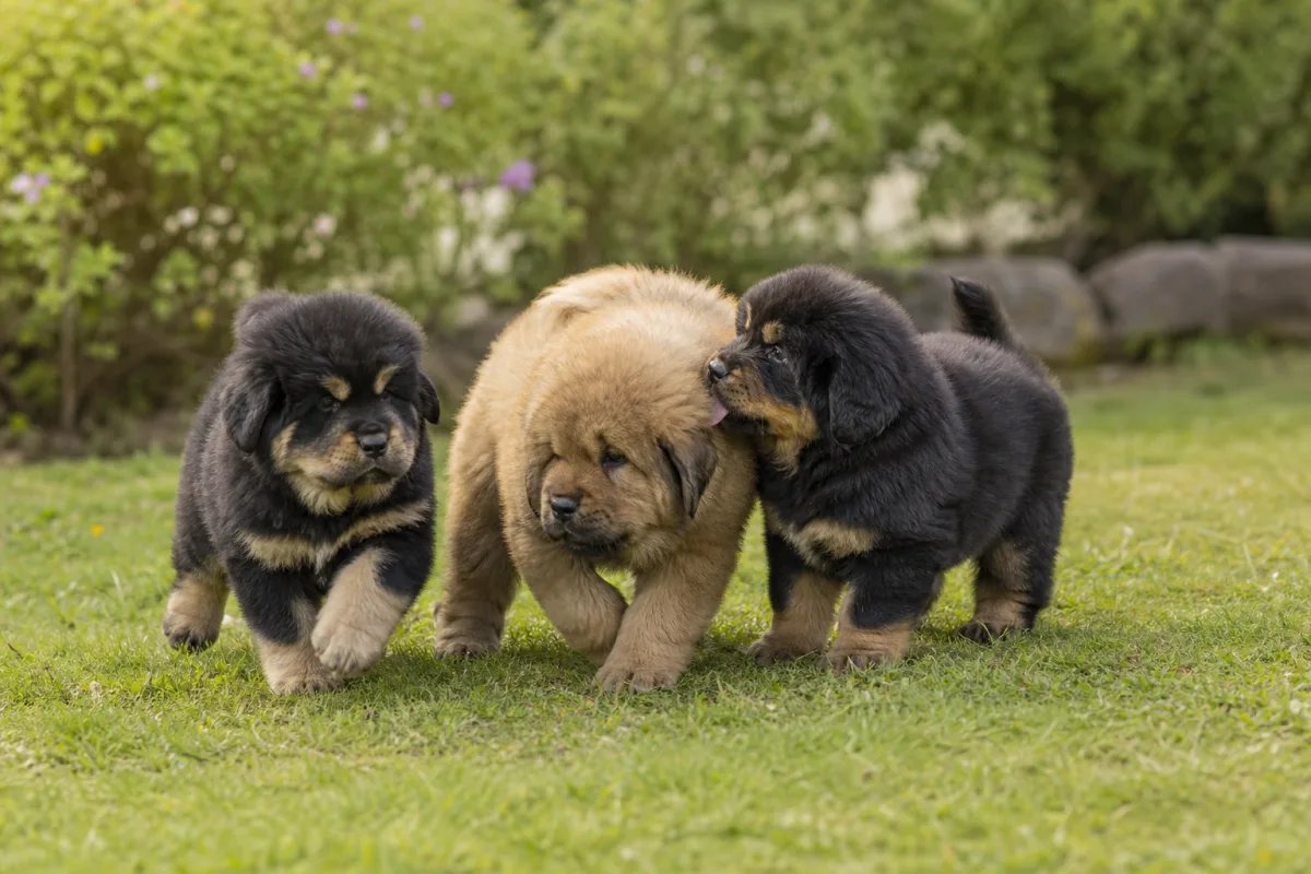 Portée de chiots Dogue du Tibet jouant ensemble en extérieur, illustrant la descendance de l’élevage Des Lions du Tibet à travers le monde