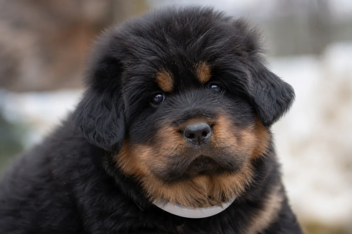 Chiot Dogue du Tibet « collier blanc », robe noir et feu, portée du 9 février 2023, portrait rapproché