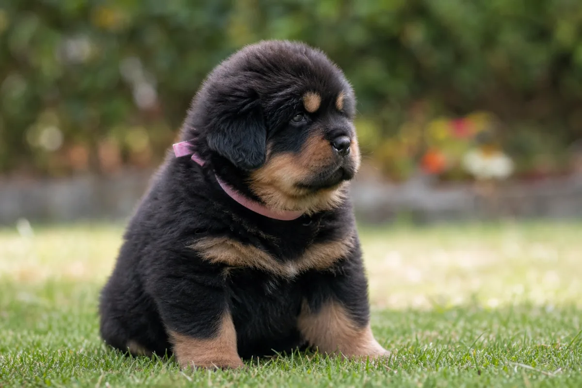 Chiot Dogue du Tibet « collier rose », robe noir et feu, portée du 9 février 2023