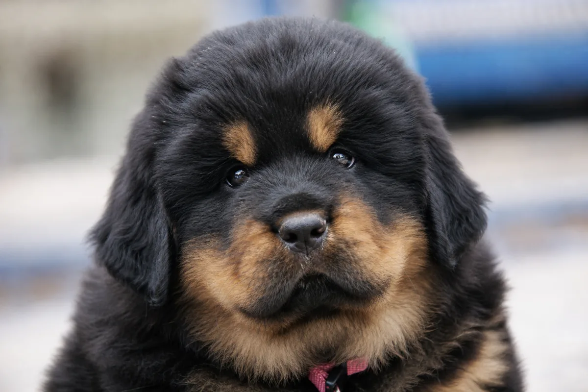 Chiot Dogue du Tibet « collier rose », robe noir et feu, portée du 9 février 2023, portrait rapproché