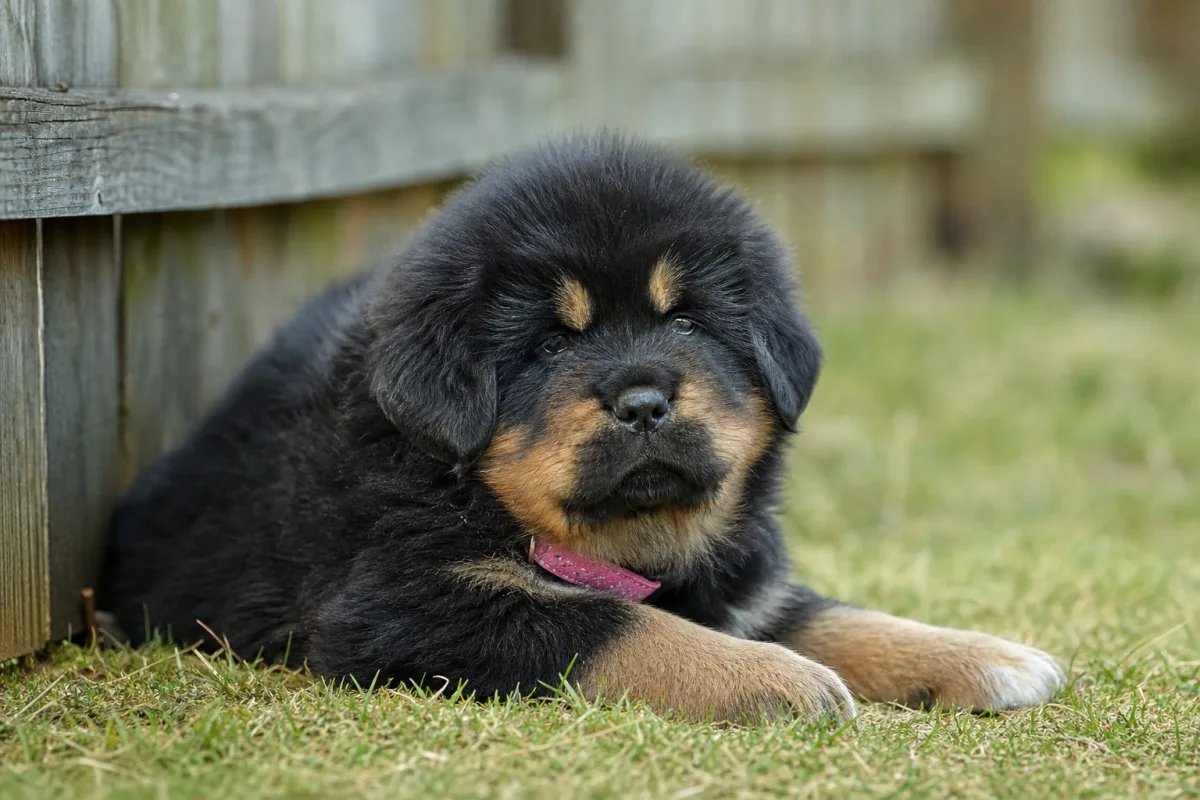 Chiot Dogue du Tibet « collier rose », robe noir et feu, portée du 9 février 2023, couché près d’une clôture en bois