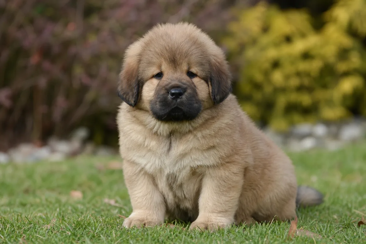 Chiot Dogue du Tibet mâle à la robe fauve, portée du 9 février 2023
