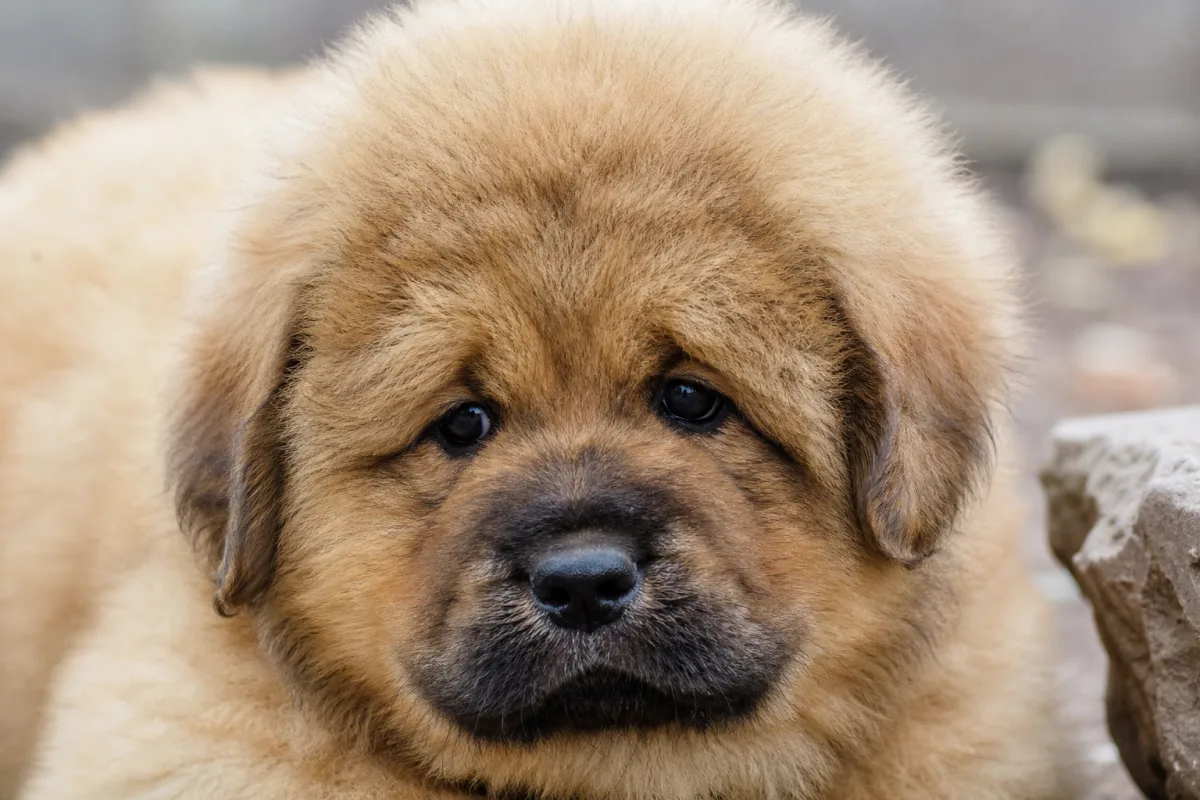 Chiot Dogue du Tibet mâle à la robe fauve, portée du 9 février 2023, portrait rapproché