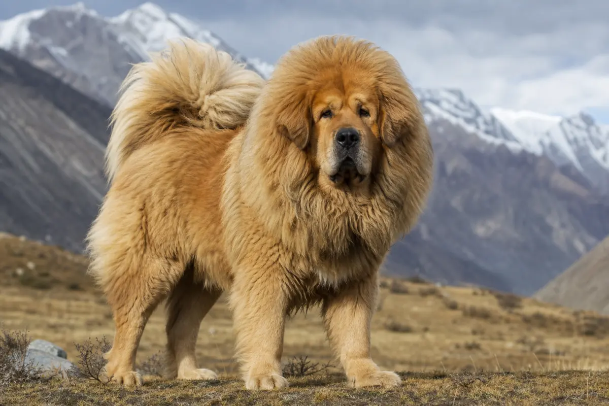 Dogue du Tibet adulte fauve, imposant par sa masse et son épaisse fourrure, dans un alpage face aux montagnes de l’Himalaya, illustrant la morphologie massive et le pelage double de la race